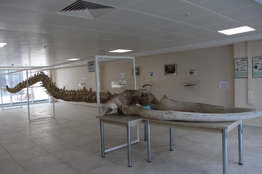 8 yıl önce kıyıya vuran 12 metrelik yavru balinanın iskeleti hayranlık uyandırıyor