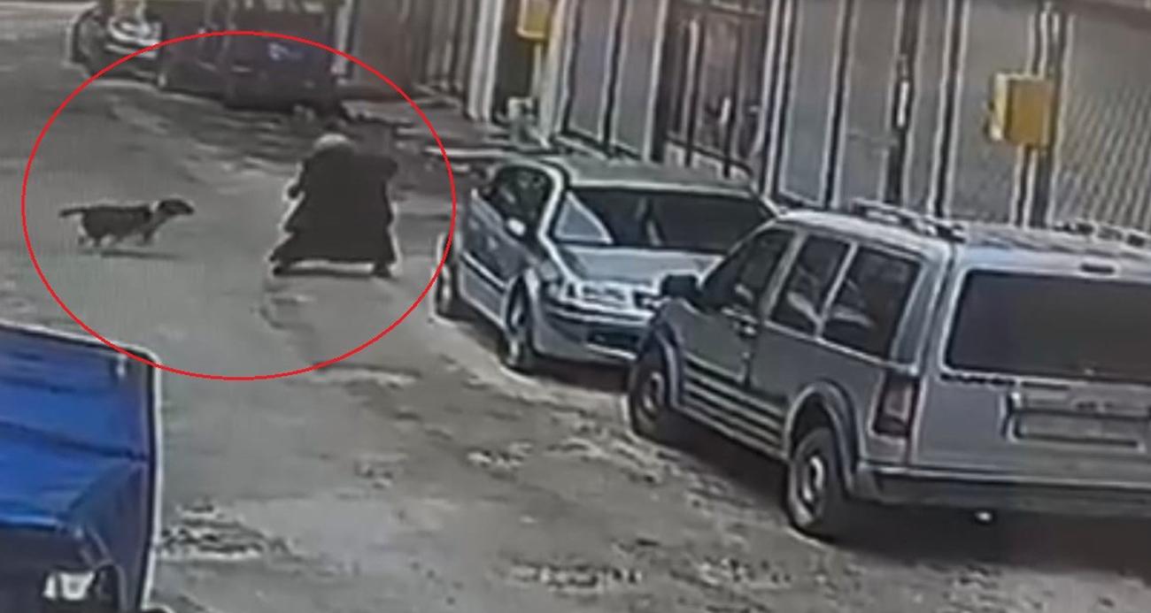 Ordu’da sokak köpeği ekmek almaya giden kadına saldırdı: O anlar kamerada