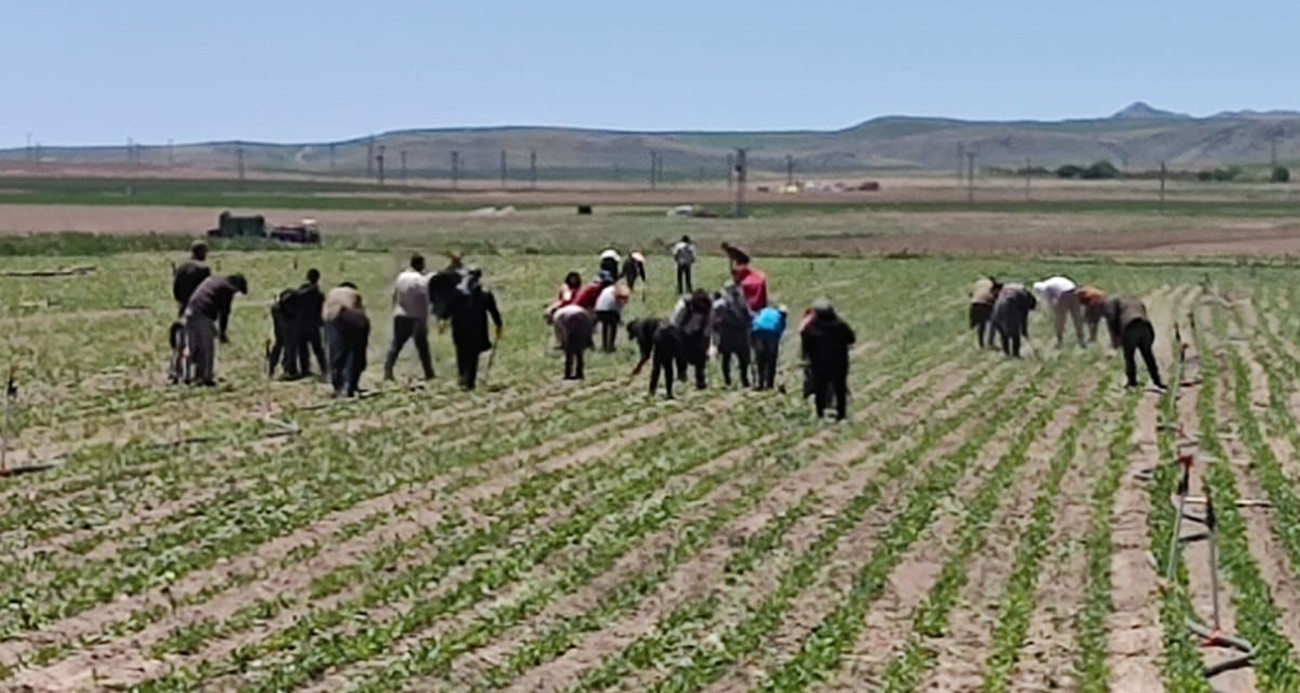 Mevsimlik tarım işçileri ekmek parası için ter döküyor