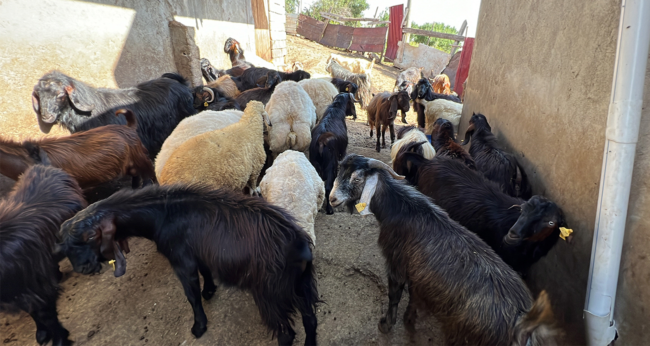 Kurbanlık satıcısı kadın: “Kurbanlıklar pahalı satılıyor bu kadar olmaz"