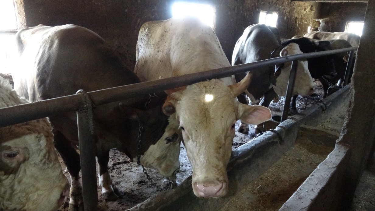 Çanakkale’de 1 ton 800 kilogram ağırlığındaki boğa 340 bin TL’den alıcısını bekliyor