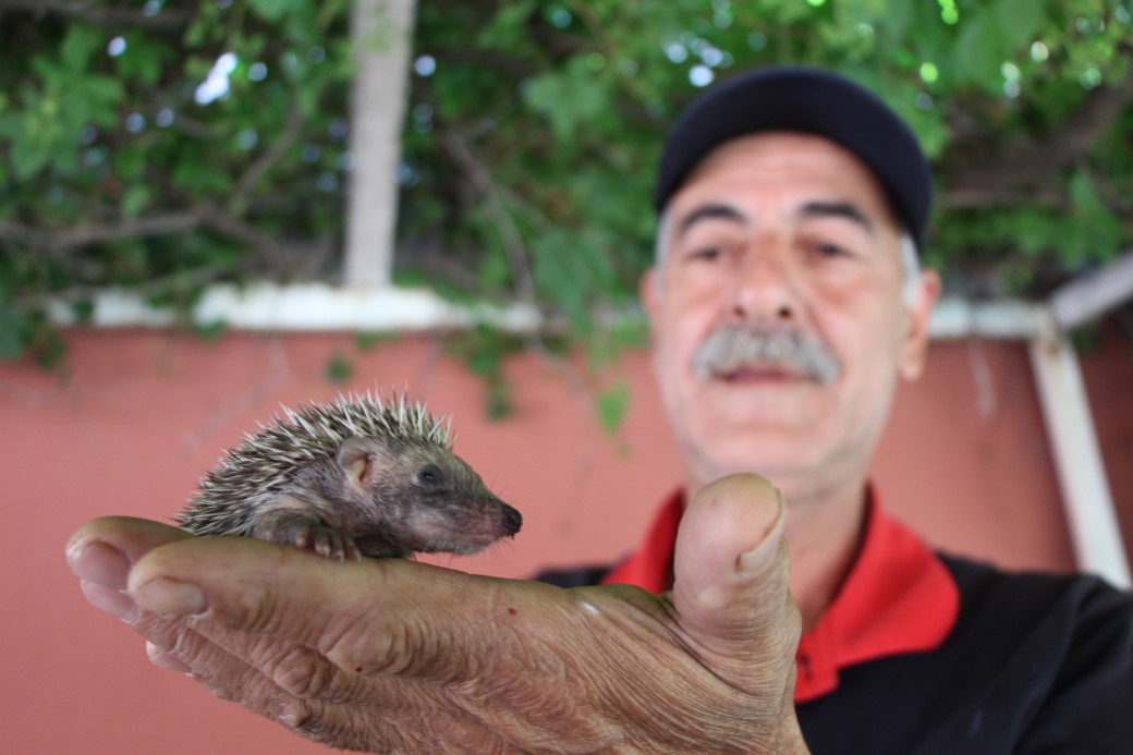 İtfaiye eri, annesiz kalan kirpiyi elleri ile besledi