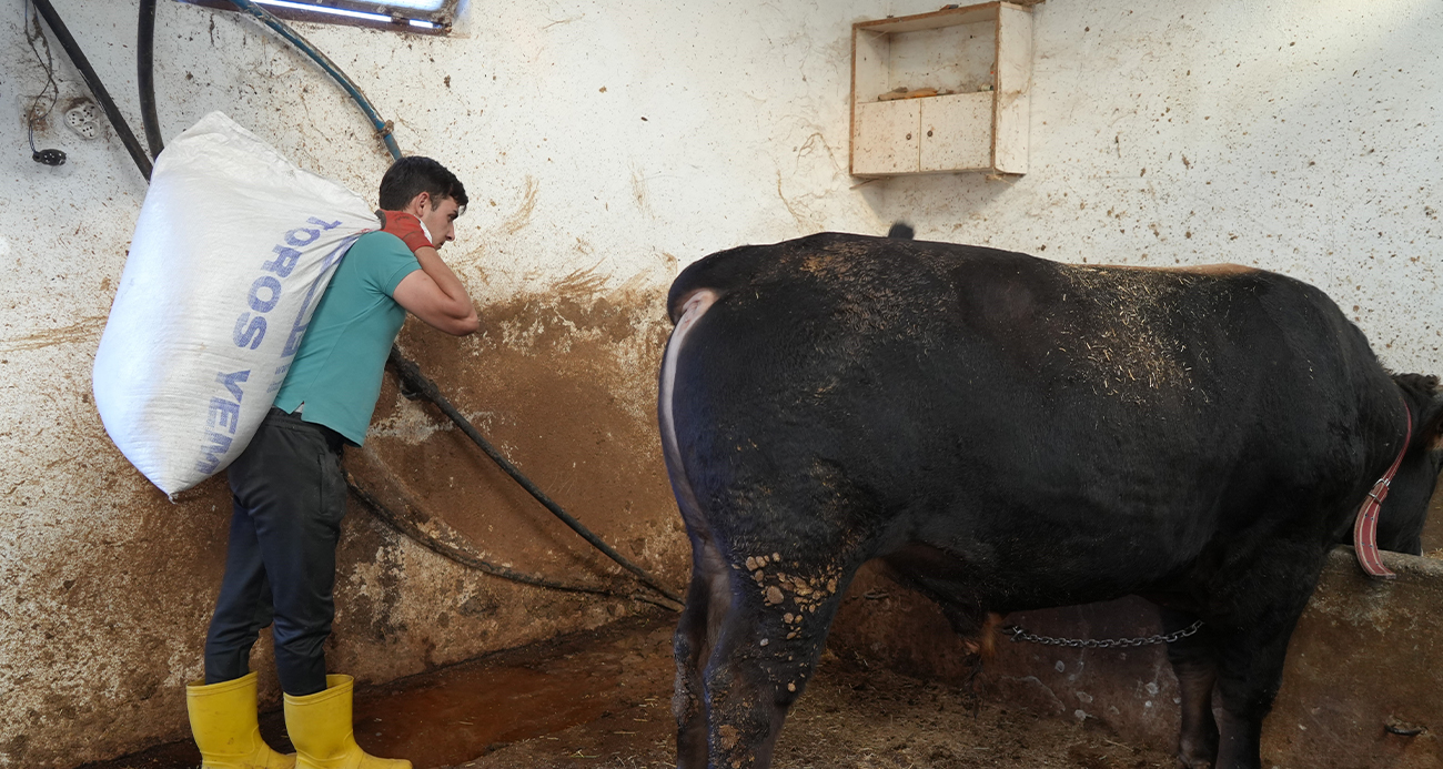 Kemanın melodisiyle büyüyen kurbanlıklar