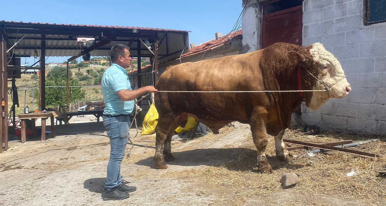 1,7 tonluk devasa boğa sahibini bekliyor