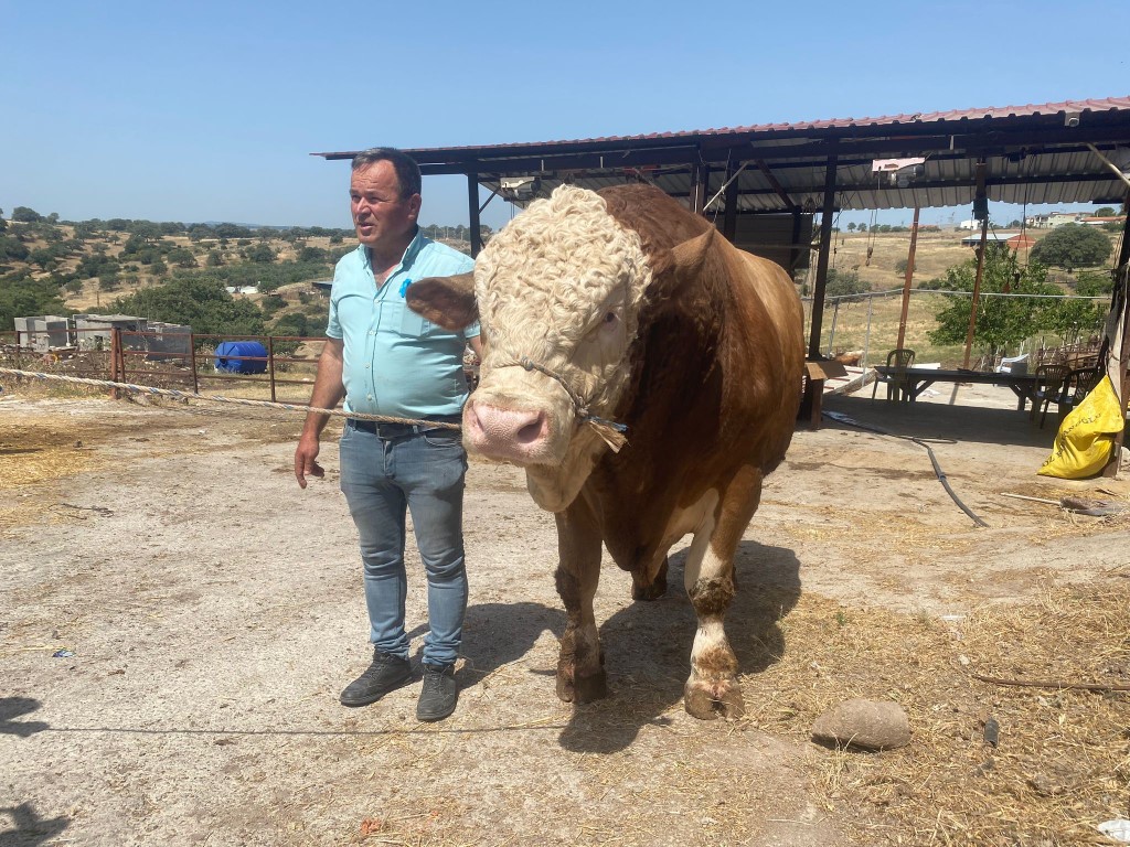 1,7 tonluk devasa boğa sahibini bekliyor