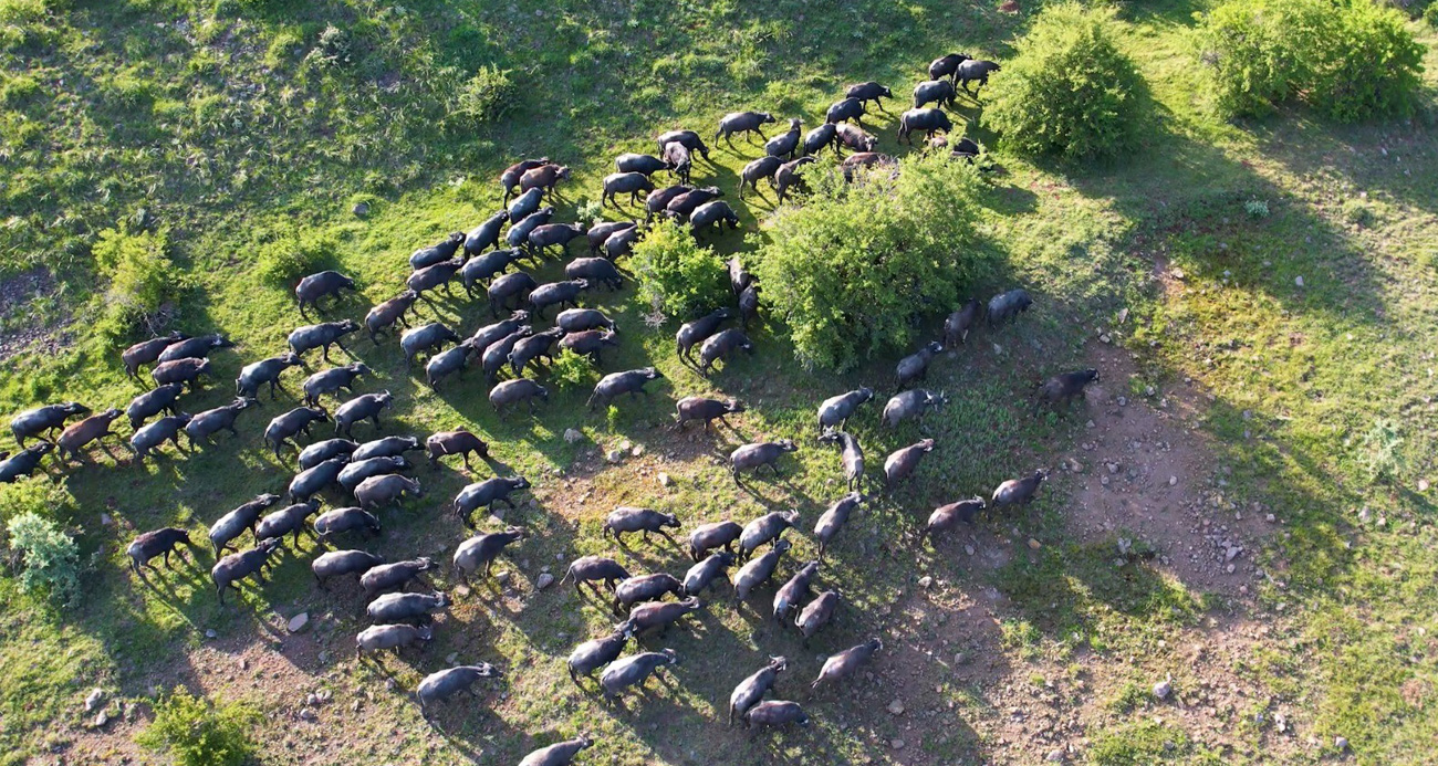 Başkentte mandaların yolculuğu havadan görüntülendi