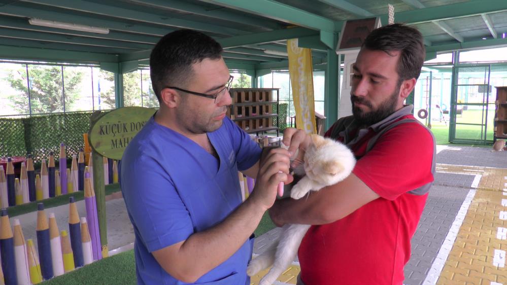 Bu kasabada kediler otel konforunda yaşıyor