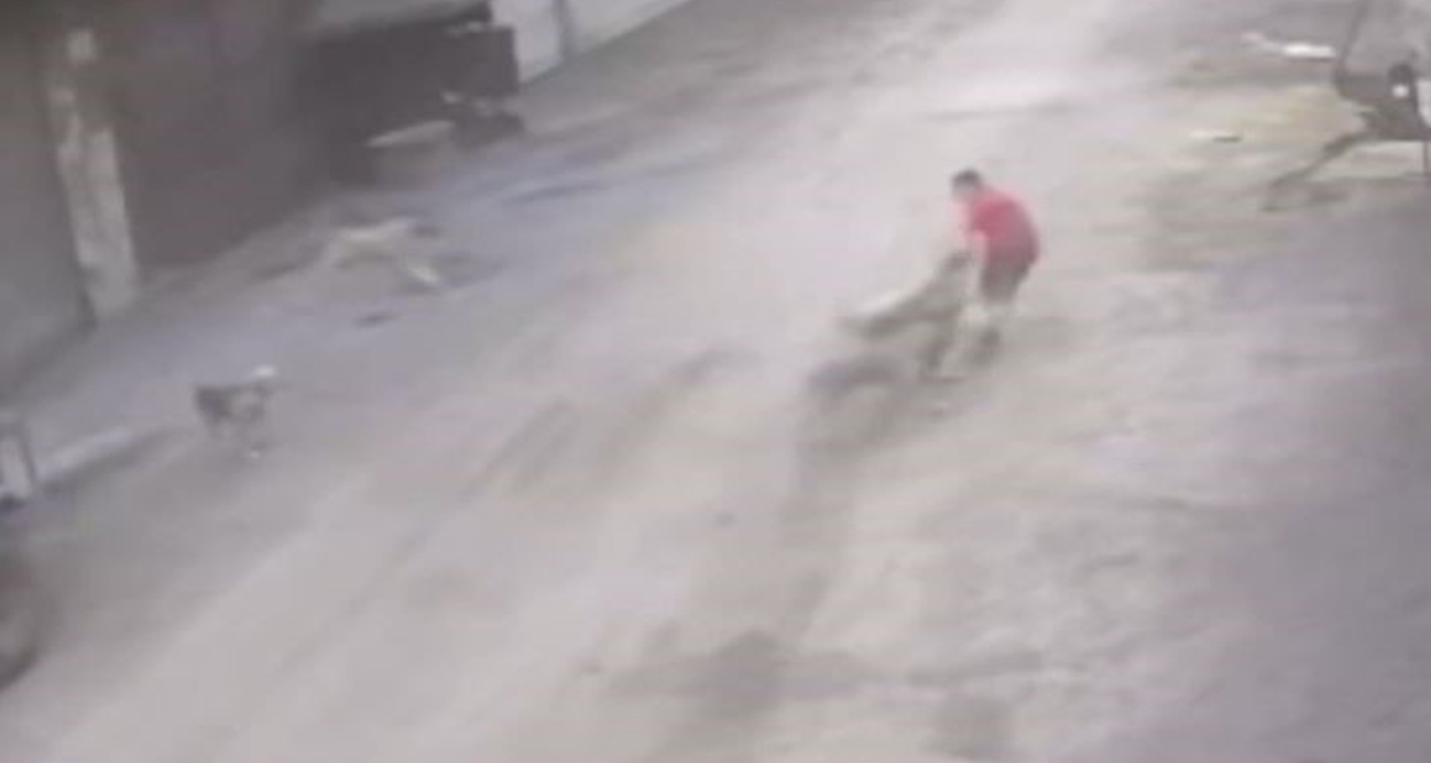 Adana’da 14 yaşındaki çocuk başıboş köpeklerin saldırısına uğradı