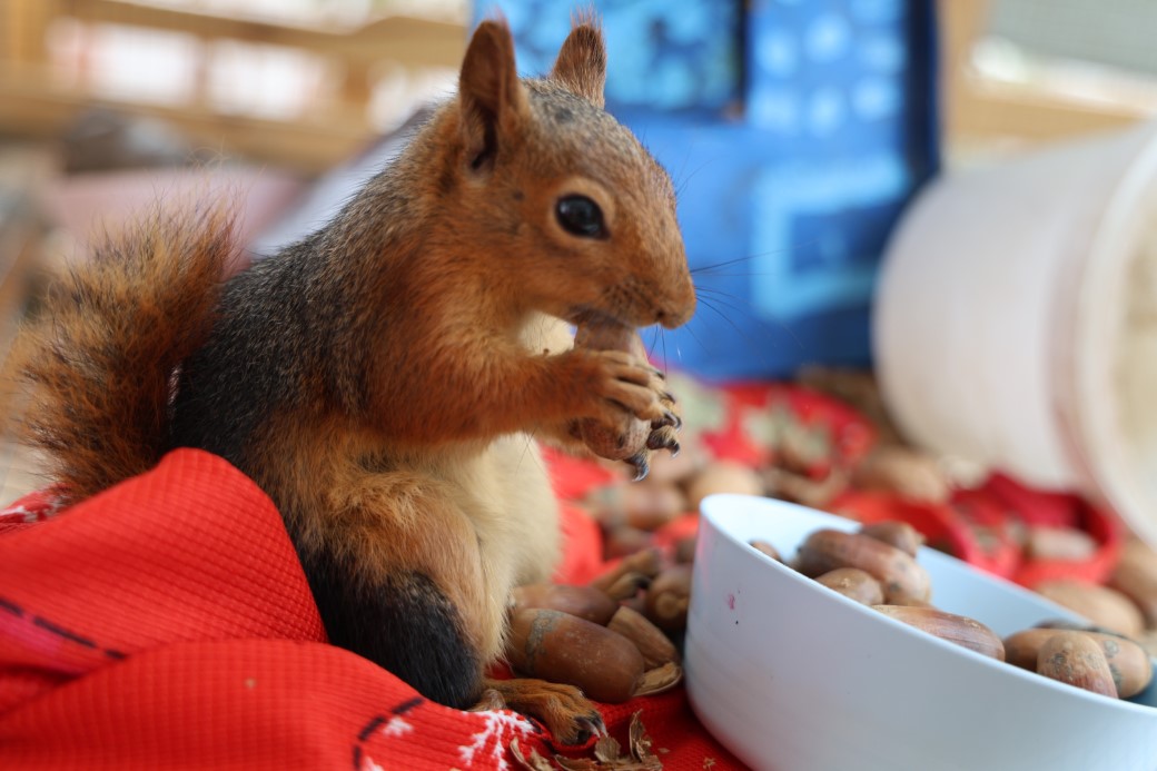 Doğada buldukları sincabı kışın korudular, yazın doğaya bıraktılar