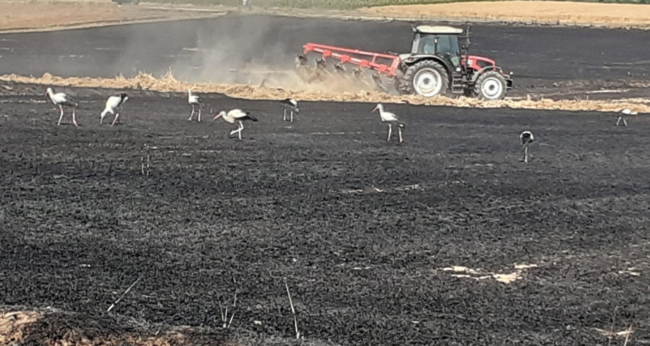 Edirne’de tarla yangını: 50 dönüm buğday küle döndü