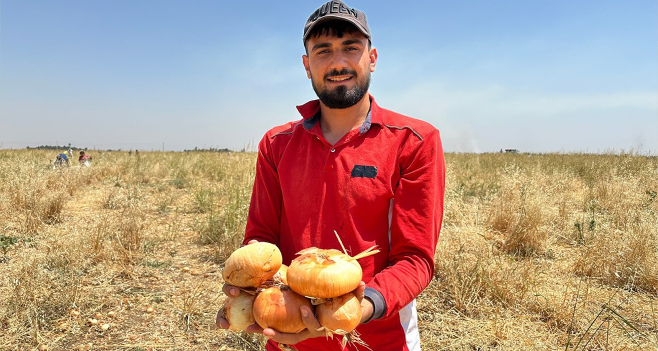 Satamadığı soğanı hayrına dağıttı, yüzlerce kişi tarlaya akın etti