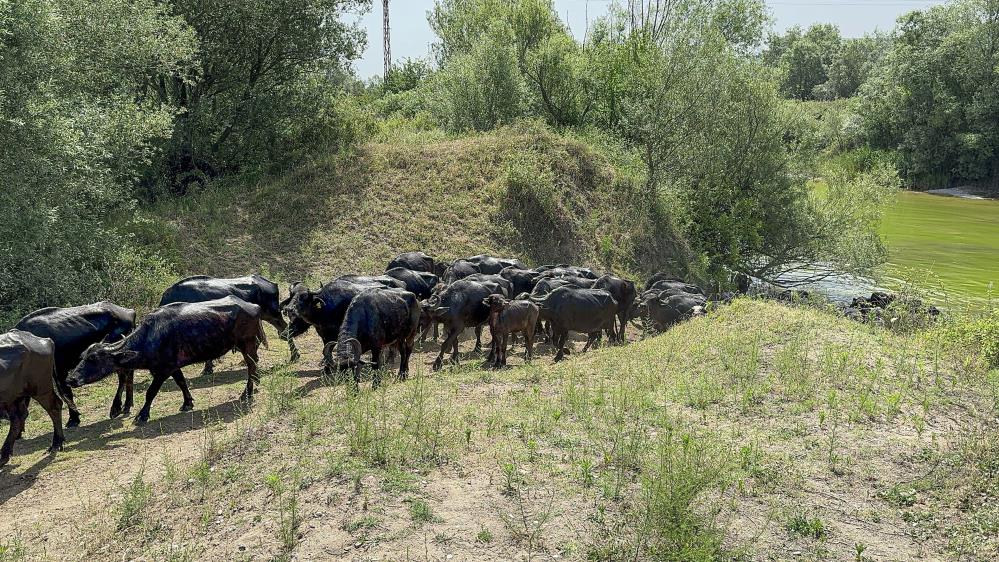 Afrika değil Tokat: Tokat’ta Afrika belgesellerini andıran görüntüler