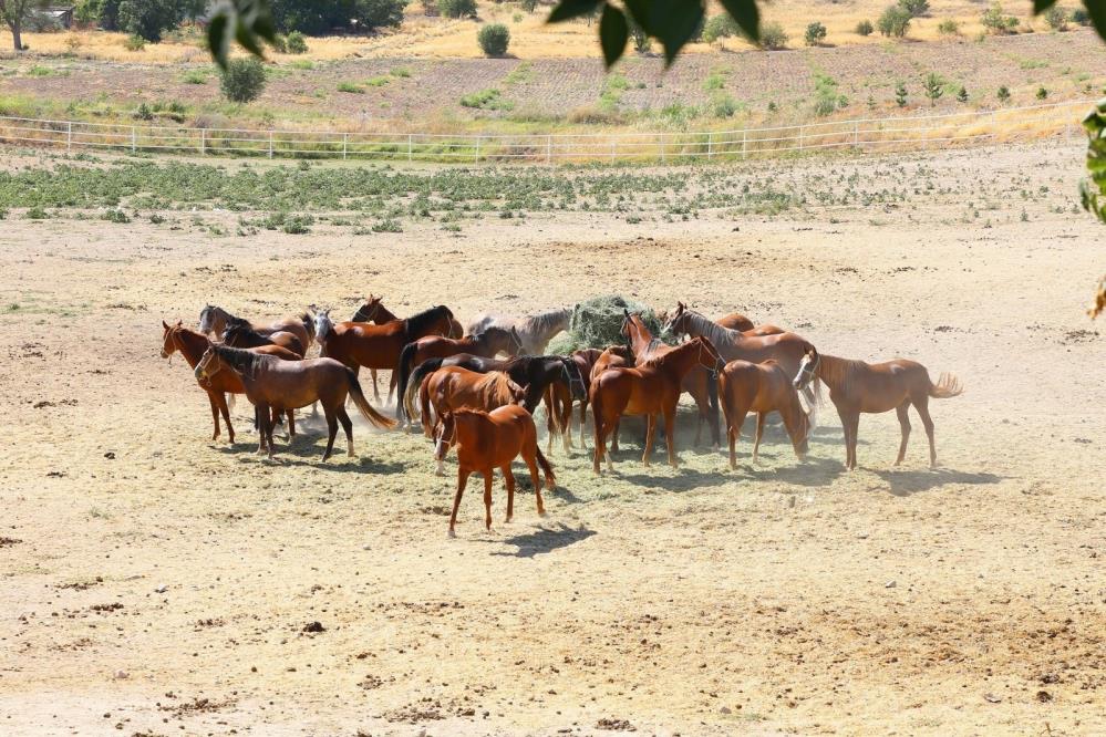 Milyonluk taylar görücüye çıkıyor