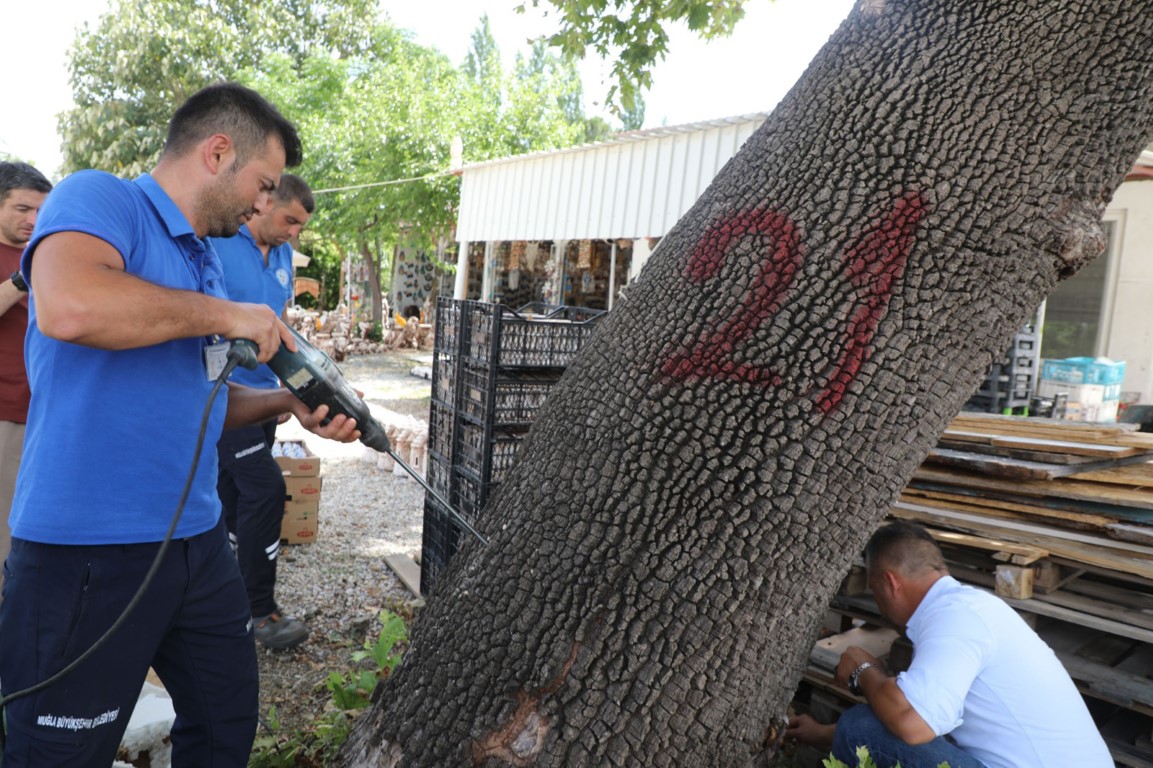 Muğla’da ilk defa görüldü, ekipler alarma geçti