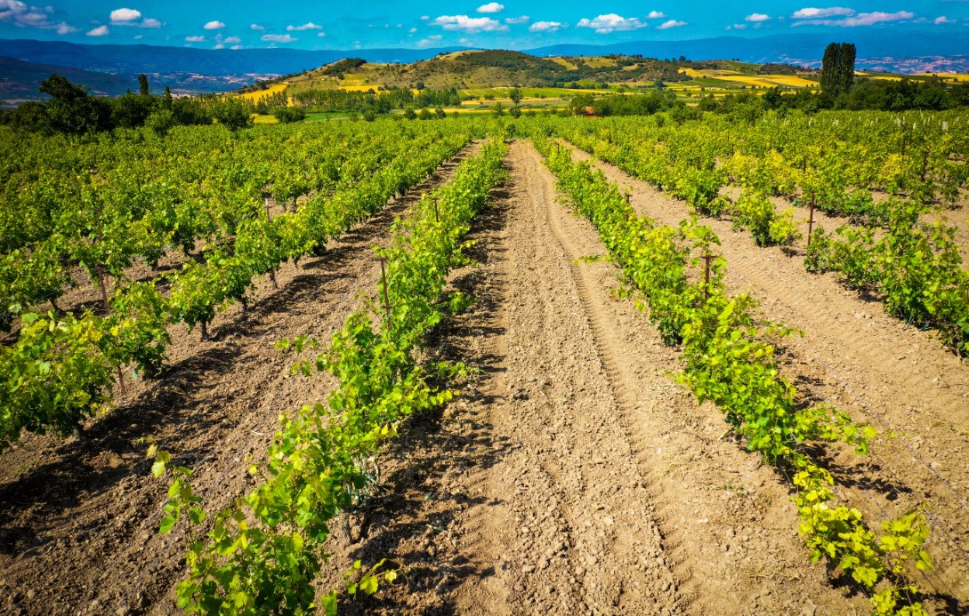 Yok böyle yaprak: Sofralara lezzet verirken ilçe ekonomisine katkı sağlıyor