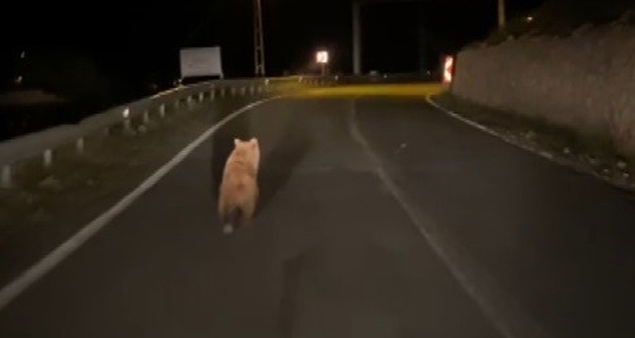 Yola inen bozayı görüntülendi