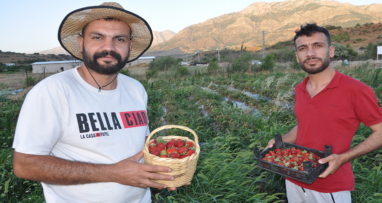 Ürettikleri çilekleri devletin zirvesine ulaştırmanın mutluluğunu yaşadılar