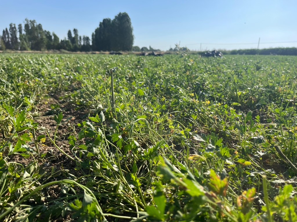 30 dekar maydanoz tarlasında koyunlar otluyor
