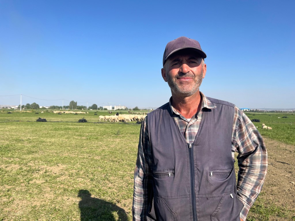 30 dekar maydanoz tarlasında koyunlar otluyor