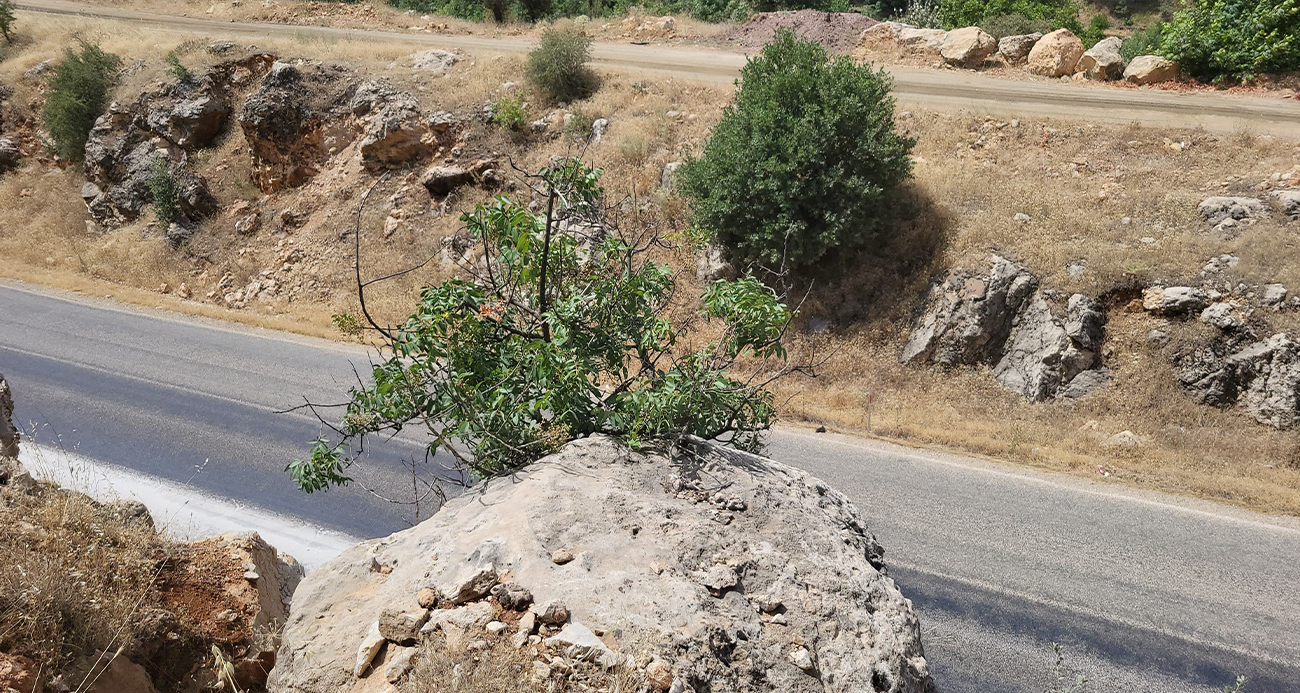 Menengiç bitkisi toprağa ulaşmak için kayayı yaklaşık 2 metre deldi