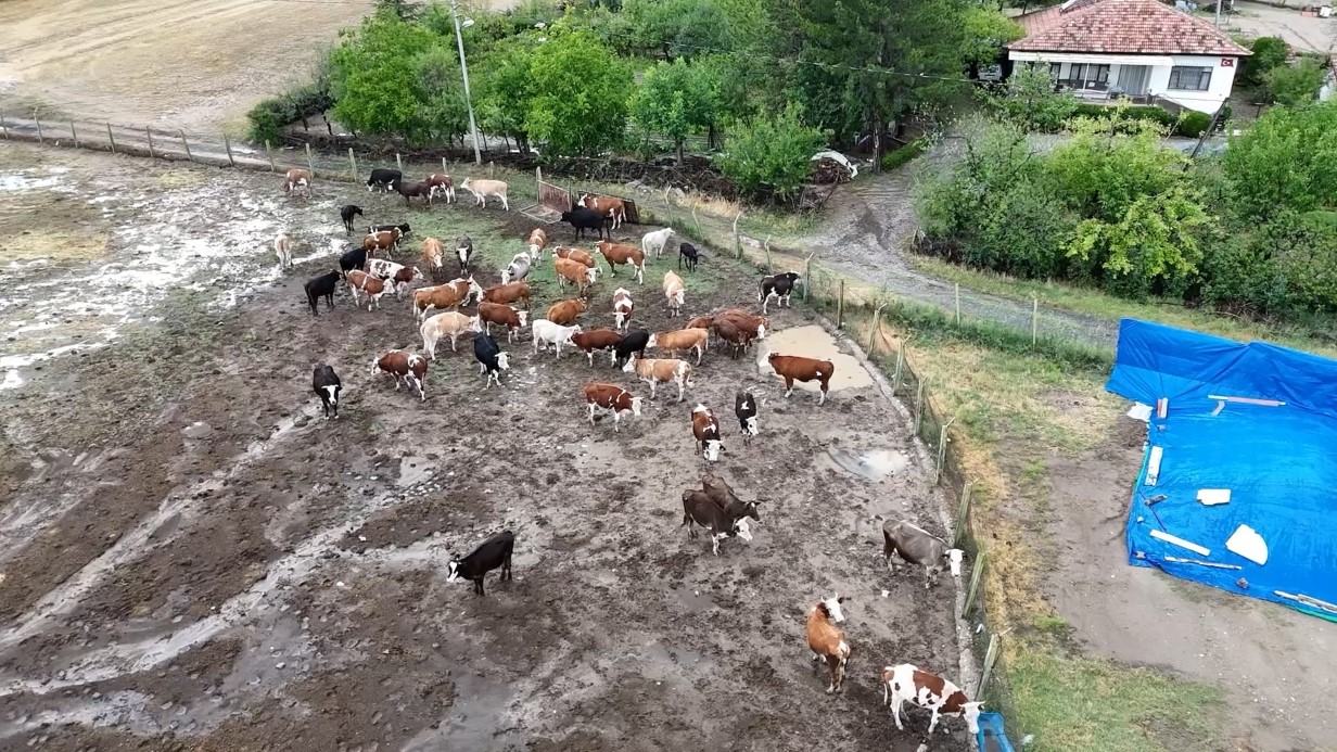 Sel felaketiyle karşı karşıya kalan çiftçi: 