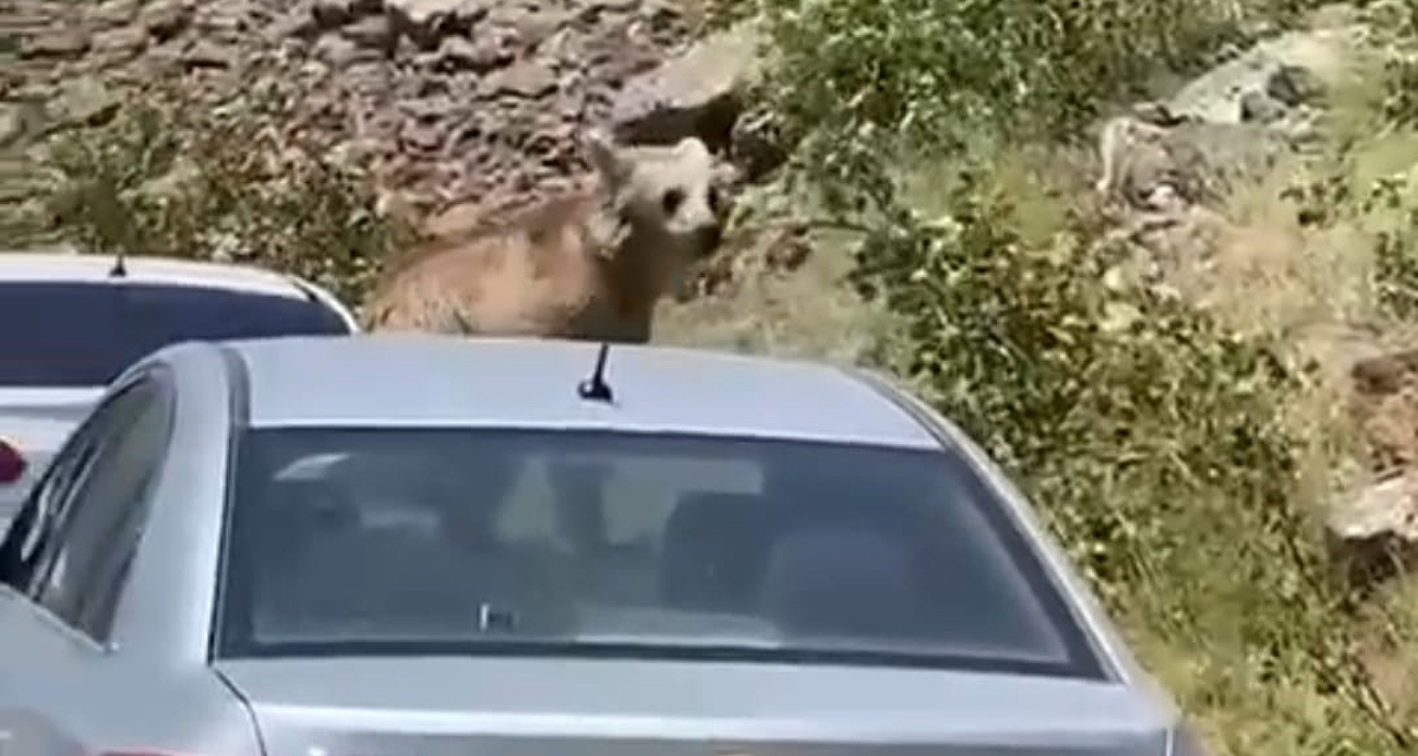 Nemrut’ta ayılar bu kez yol kesip arabaların üstüne çıktı