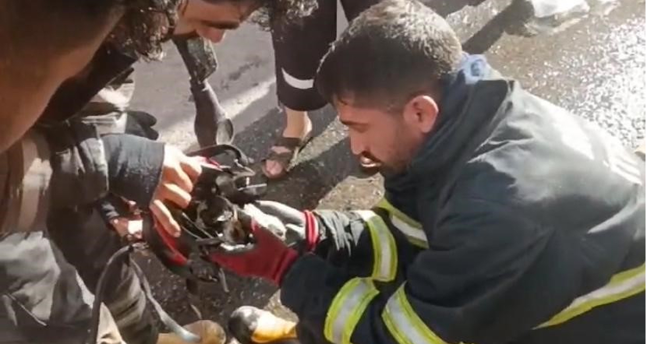 Diyarbakır’da yangından kurtarılan kediye oksijen destekli müdahale