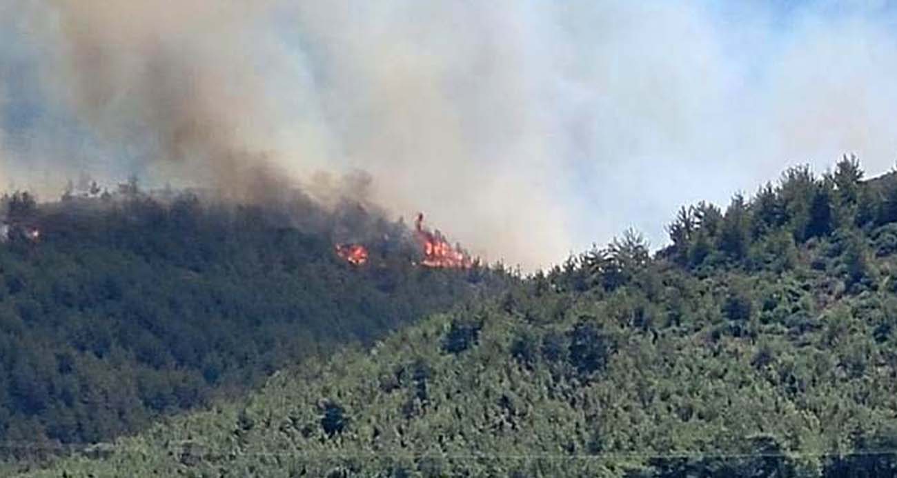 Hatay’da orman yangını