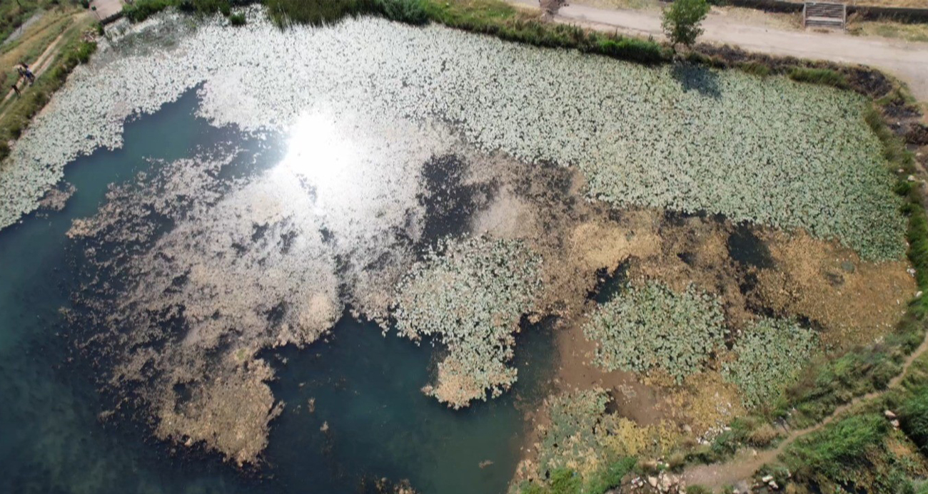 Göldeki nilüfer çiçeklerini koparmanın cezası 150 bin lira