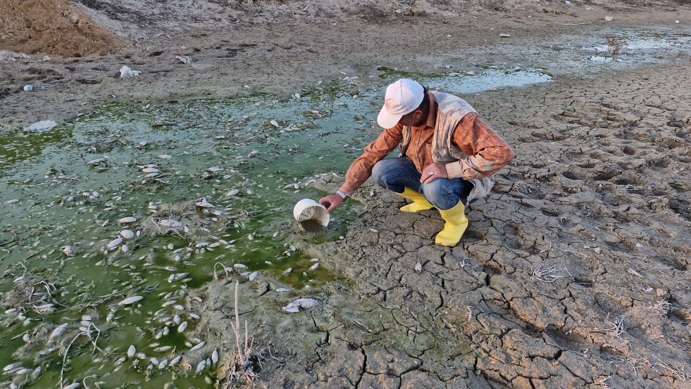 Su seviyesi düşen barajdaki yavru balıkları kovalarla kurtarmaya çalıştılar