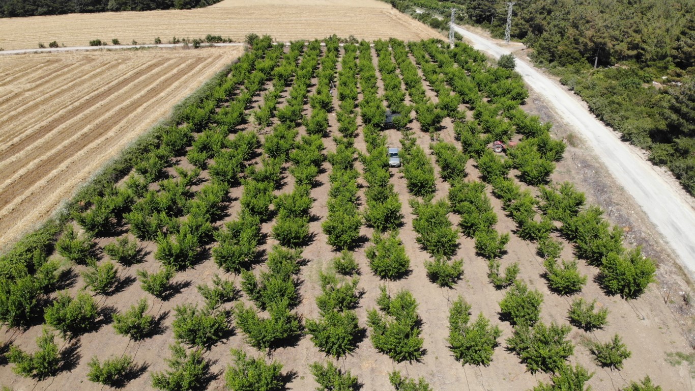 Coğrafi işaret tescilli Lapseki şeftalisi Rusya pazarında