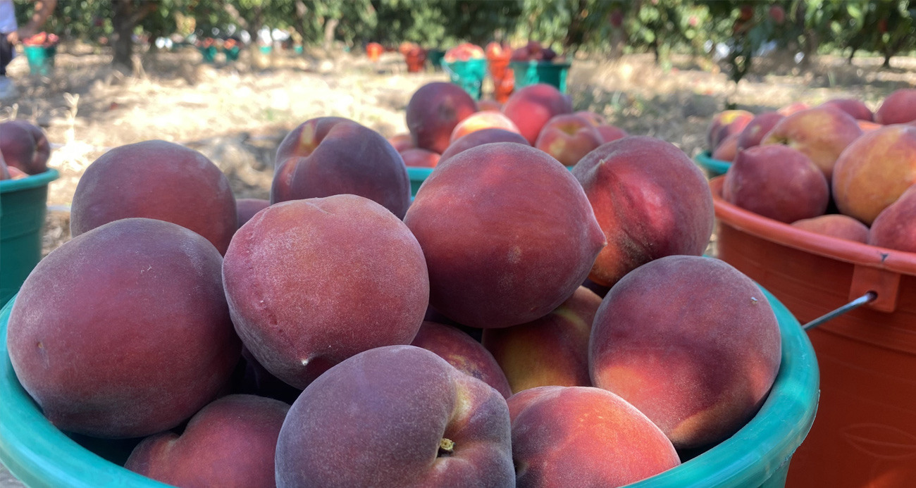 Coğrafi işaret tescilli Lapseki şeftalisi Rusya pazarında