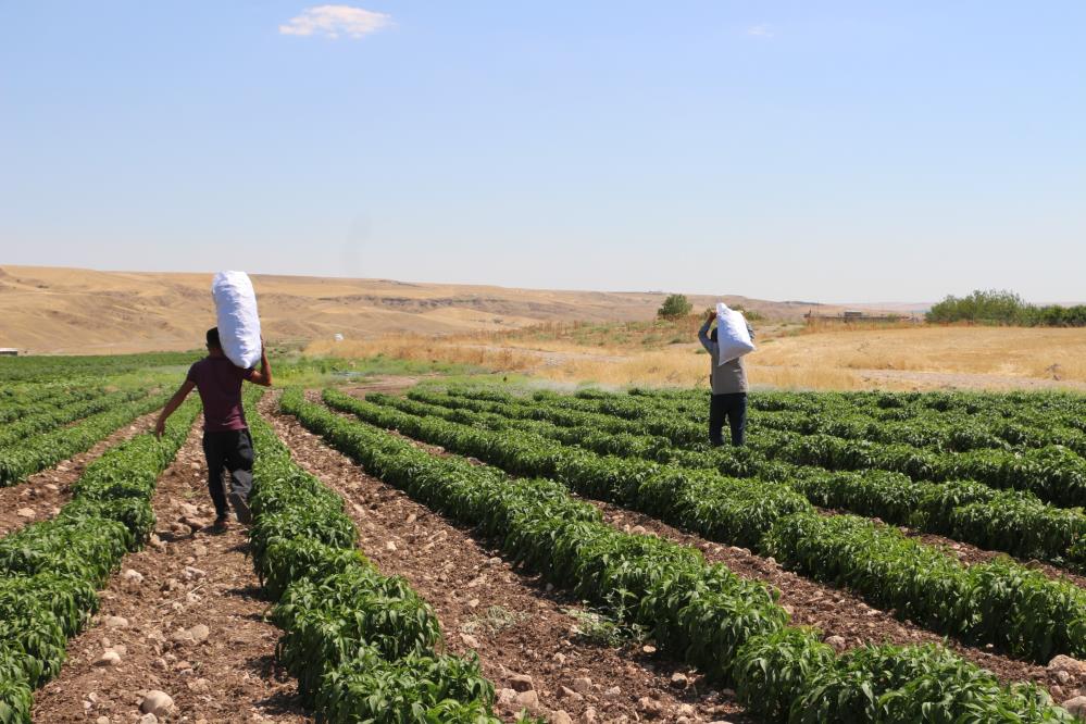 Üniversiteyi maddi imkanlar elvermediği için bıraktı, 60 kişiye ekmek kapısı oldu