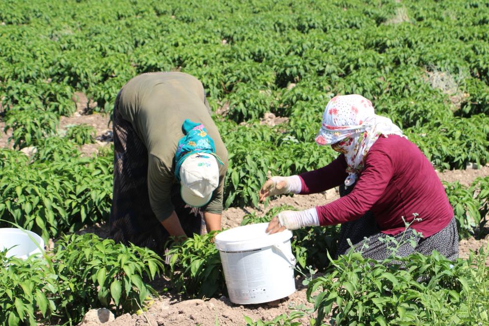 Üniversiteyi maddi imkanlar elvermediği için bıraktı, 60 kişiye ekmek kapısı oldu