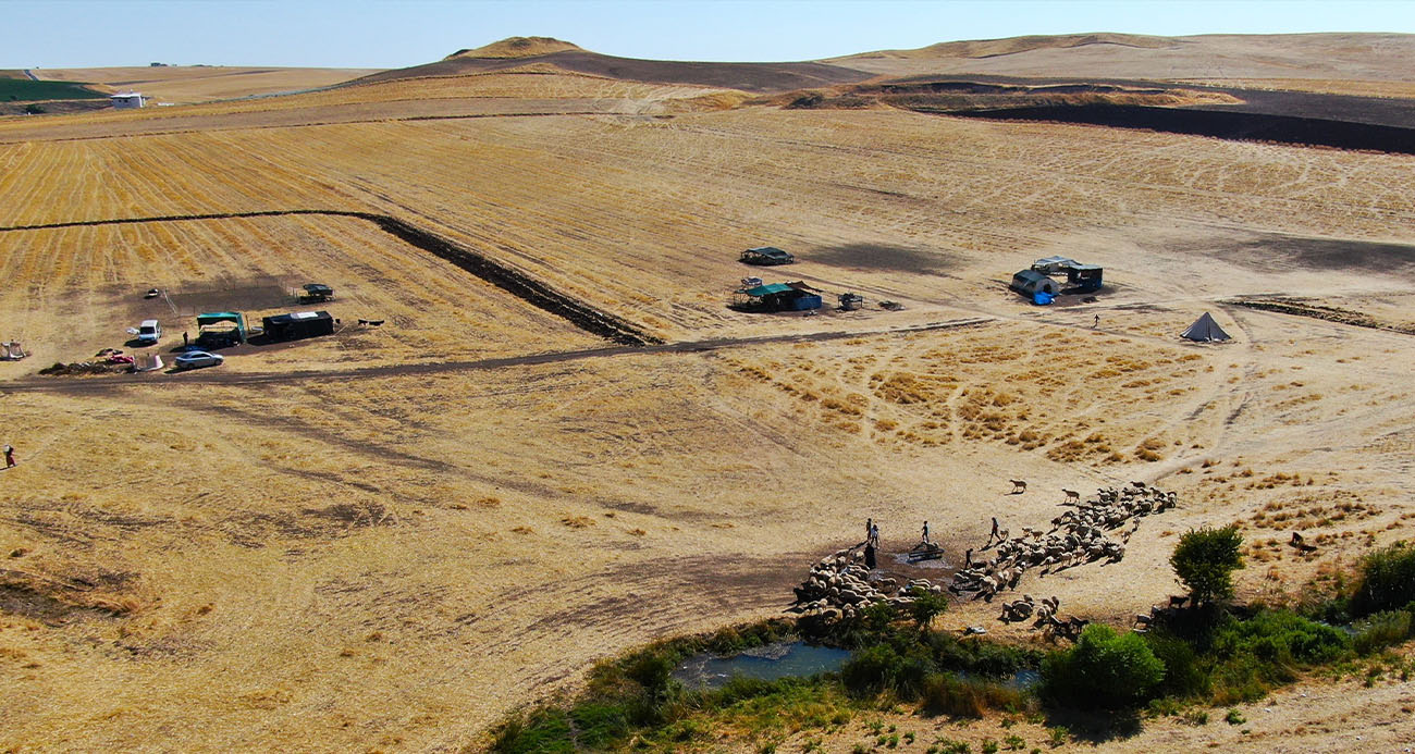 Diyarbakır’ın yaylalarında konargöçer aileler zorlu yaşamını idame ettiriyor