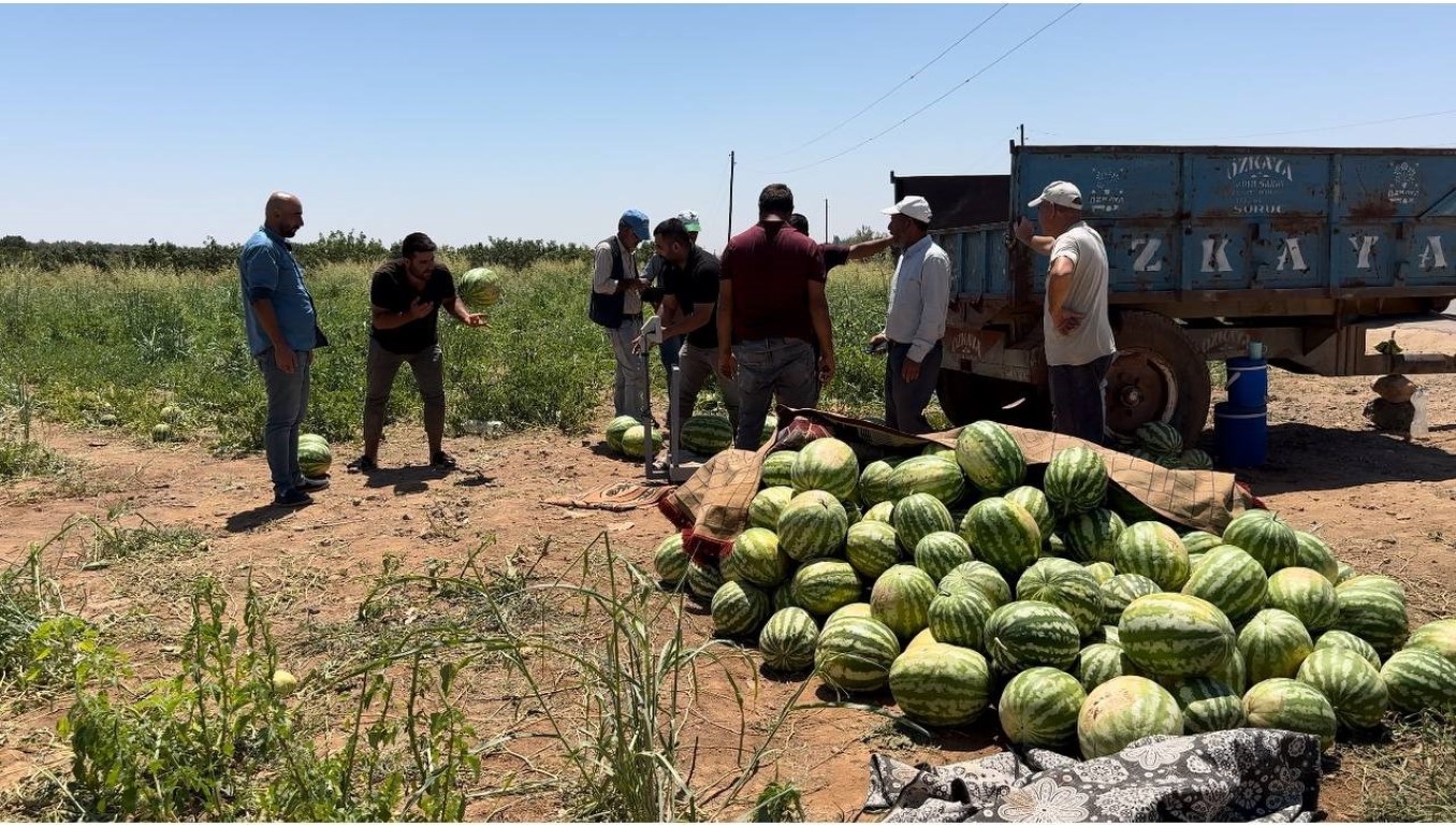 Şanlıurfa’da yerli karpuzun hasadına başlandı