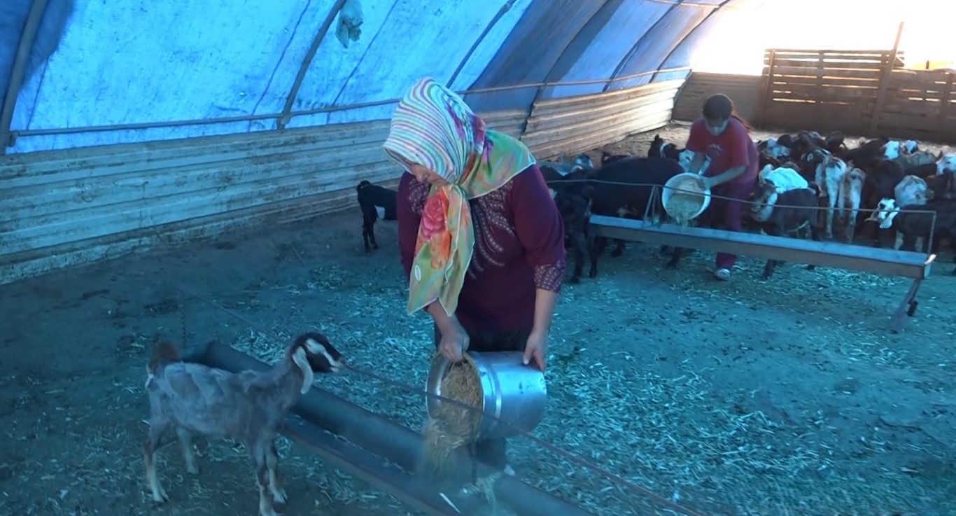 Depremzede kadın besici, devlet desteğiyle besiciliğe devam ediyor