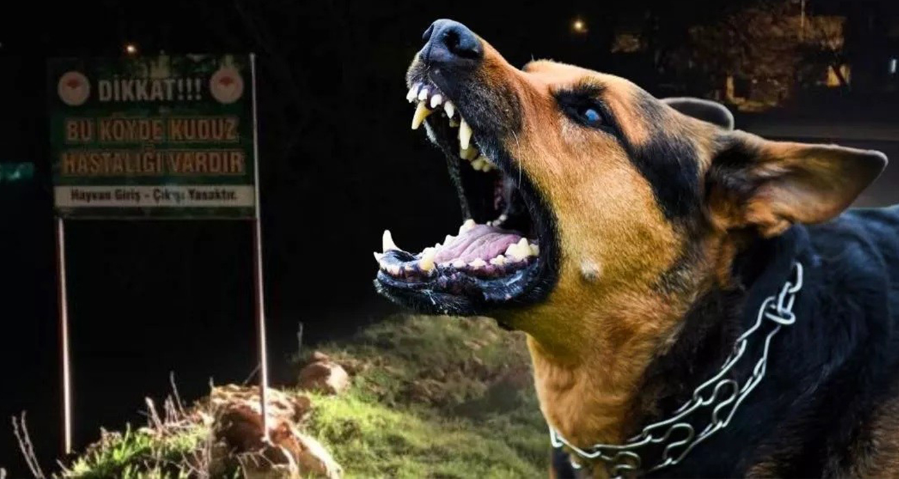 Sahipsiz sokak hayvanlarına ilişkin kanun teklifi TBMM Genel Kurulu’nda kabul edildi