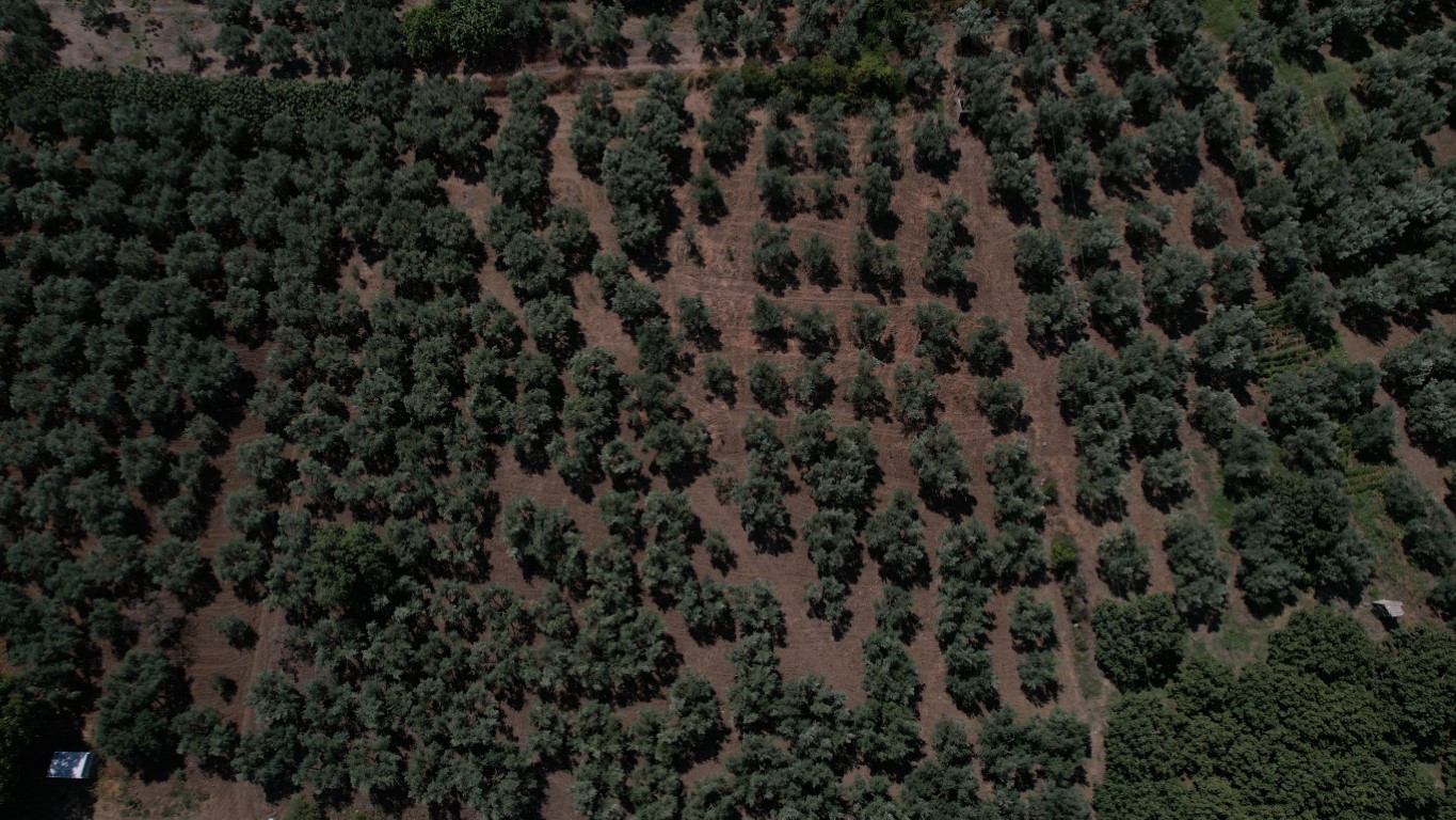 Bir damla su için boğazlarına kadar çamura giriyorlar