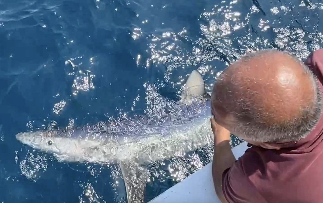 Yunanlılara kafa tutan Türk balıkçı, Gökçeada açıklarında ’mako’ cinsi mavi köpek balığı buldu