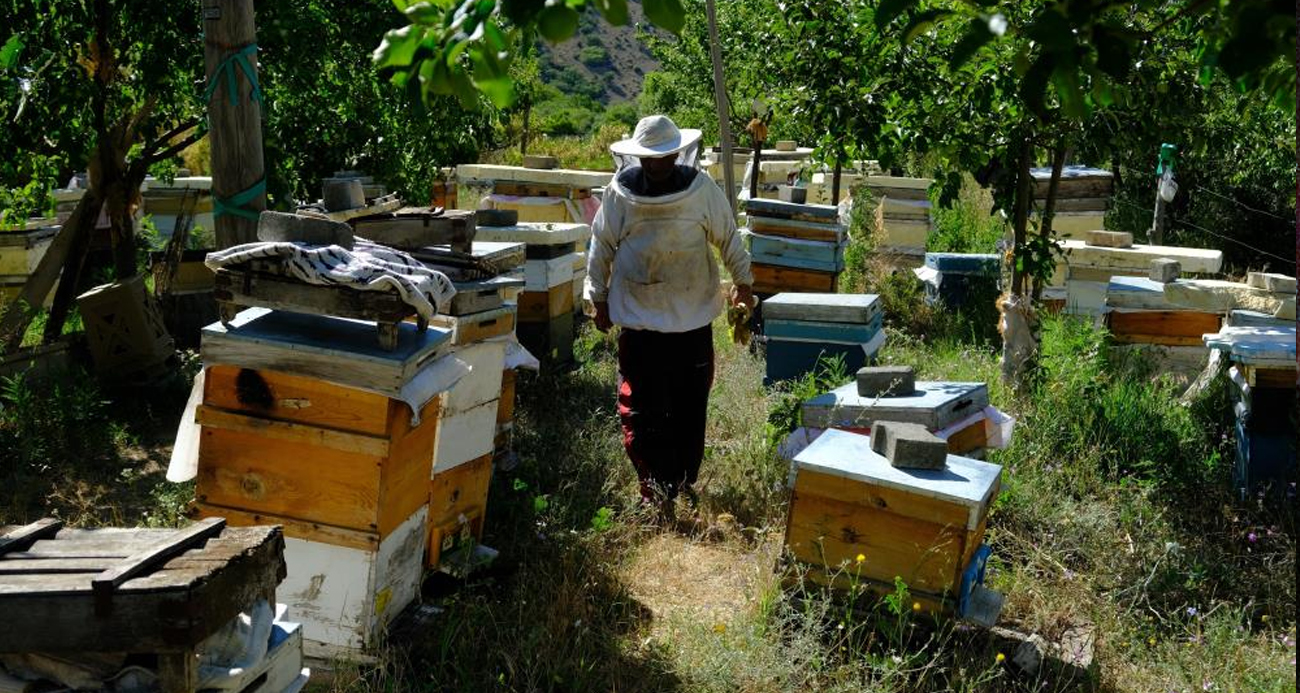 Arıcılar hasat için gün sayıyor