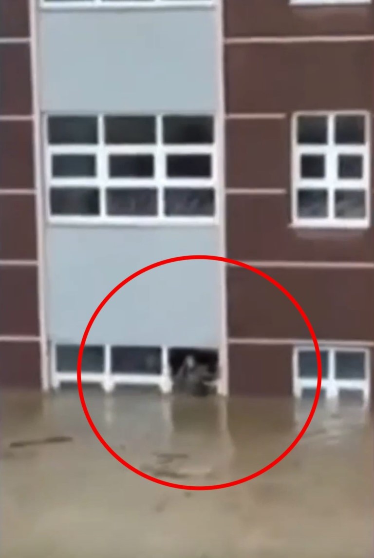 Sel sularından kurtulmaya çalıştığı son anları kameraya yansımıştı: Hayatı belgesel oldu