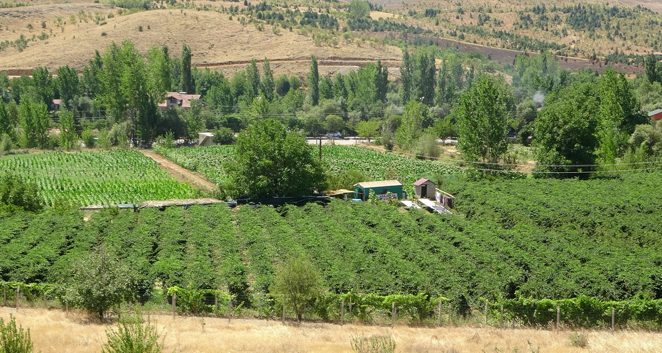 Bu bahçeye giren bir daha çıkmak istemiyor