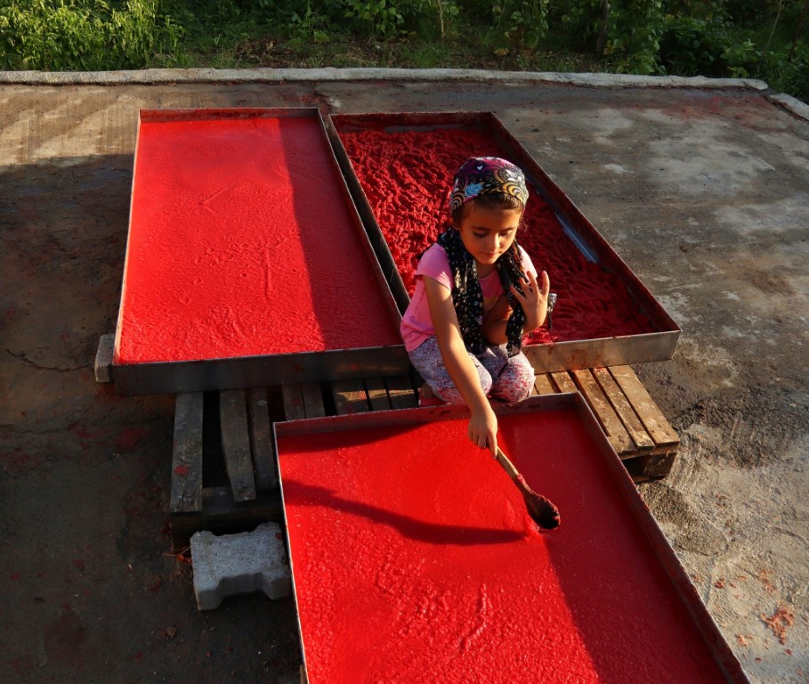 Kırmızı biberin salça olma yolculuğu başladı
