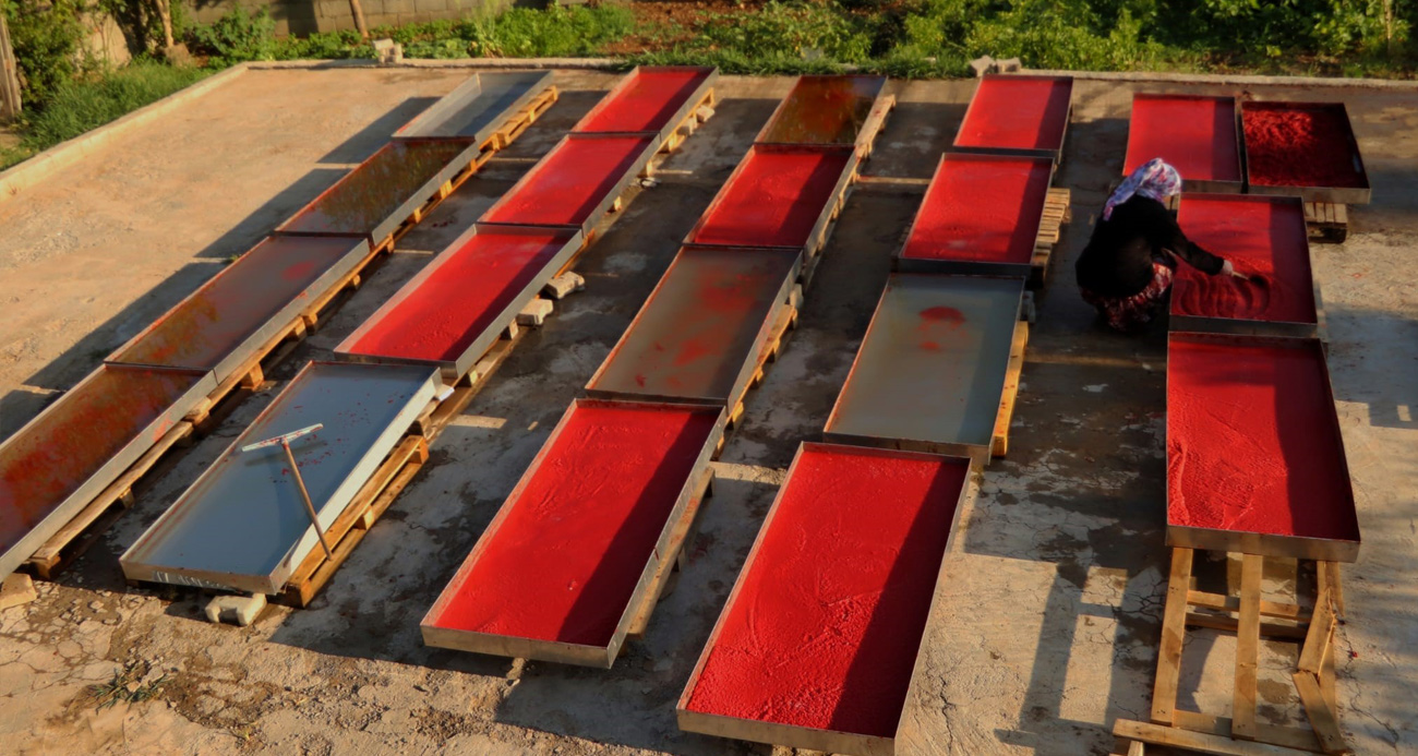 Kırmızı biberin salça olma yolculuğu başladı