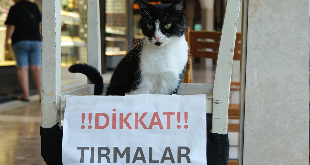 Adana’nın kedisi de asabi