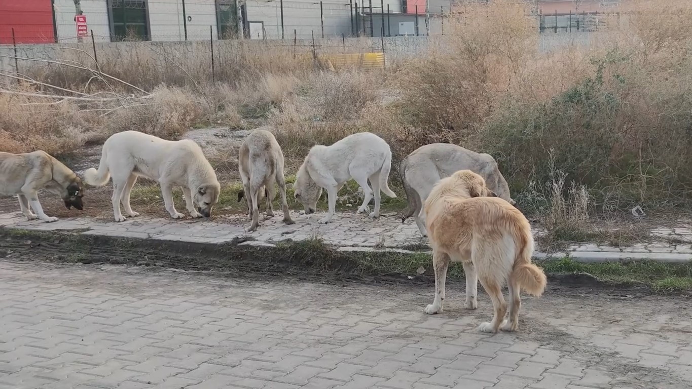 Sürü halinde dolaşan başıboş köpekler tehlike saçıyor