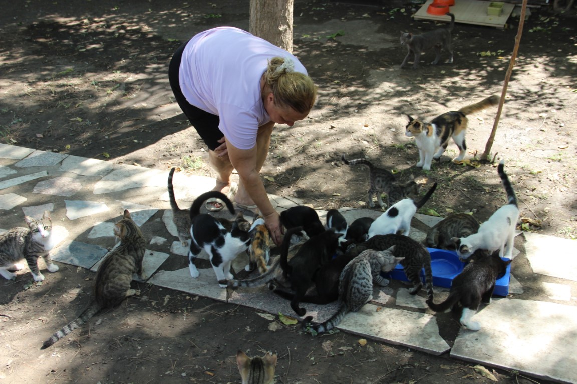 Bir sesine onlarca kedi koşuyor