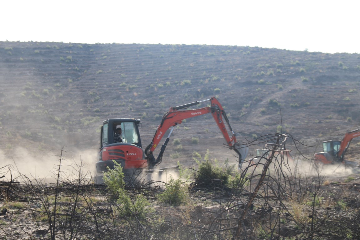 Kül olan 312 hektar ormanlık alan 333 bin fidanla yeşertilecek