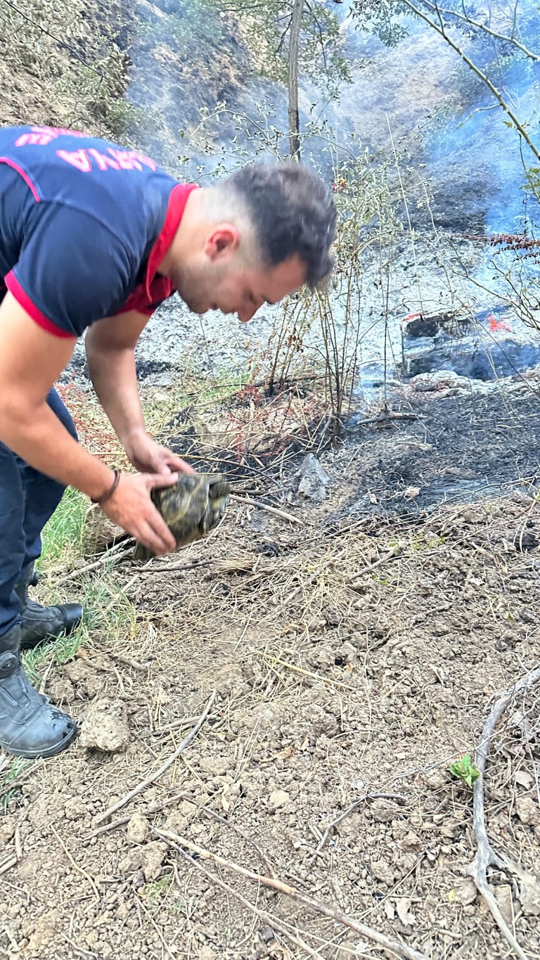 İtfaiye erleri yangından kurtardığı kaplumbağaya su verdi